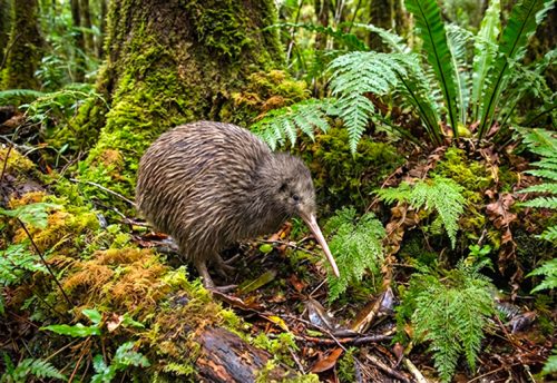 great spotted kiwi