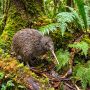 great spotted kiwi