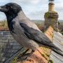 hooded crow