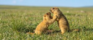 Himalayan marmot