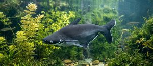 iridescent shark