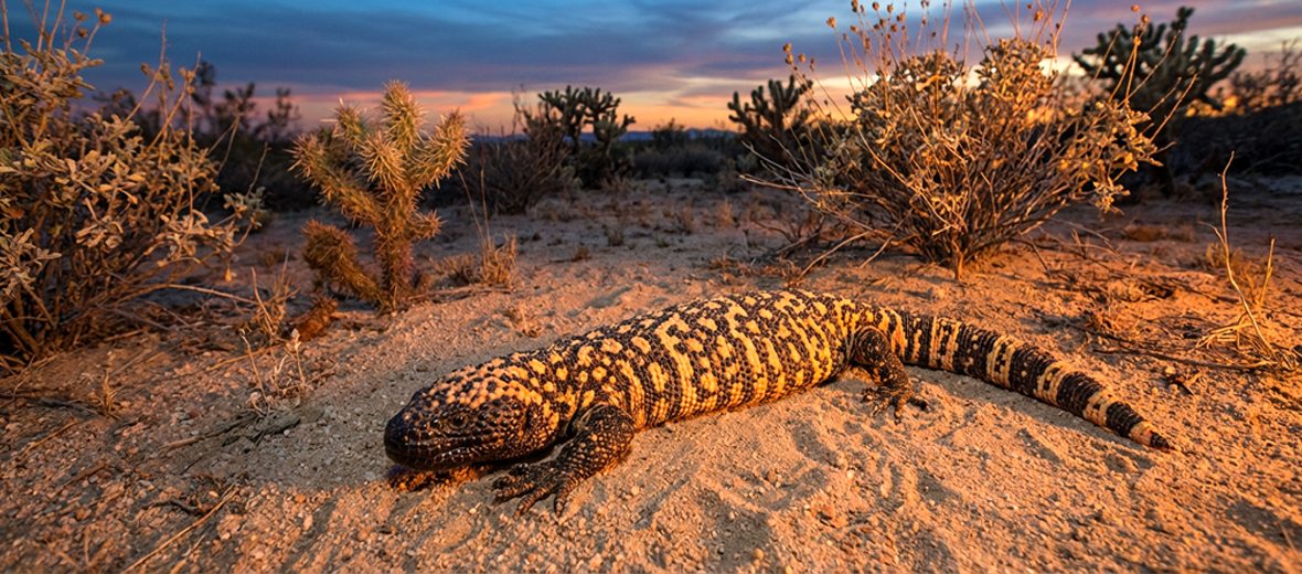 Mexican beaded lizard
