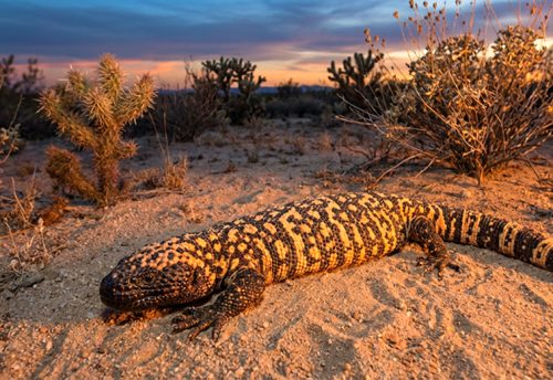 Mexican beaded lizard