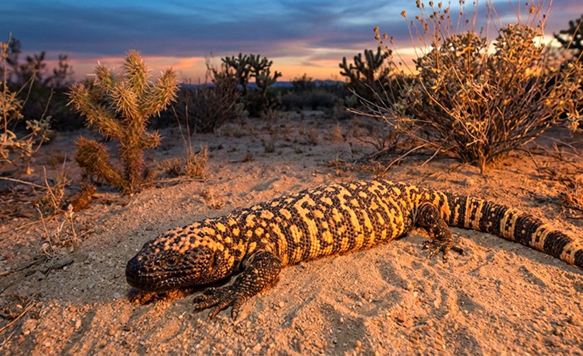 Mexican beaded lizard