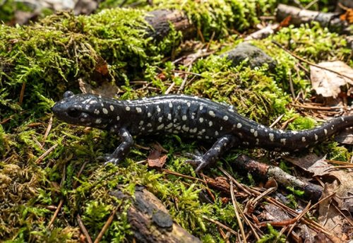 northern slimy salamander