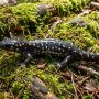 northern slimy salamander