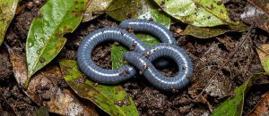 Taita African caecilian