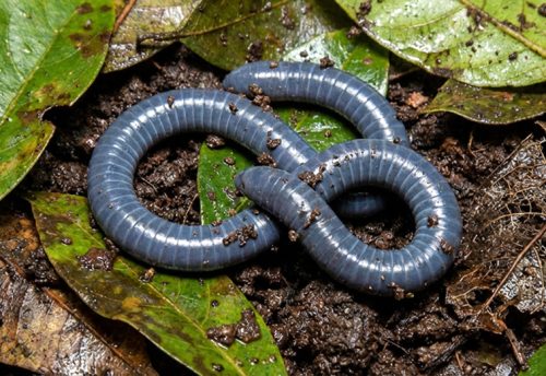 Taita African caecilian