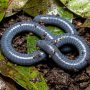 Taita African caecilian