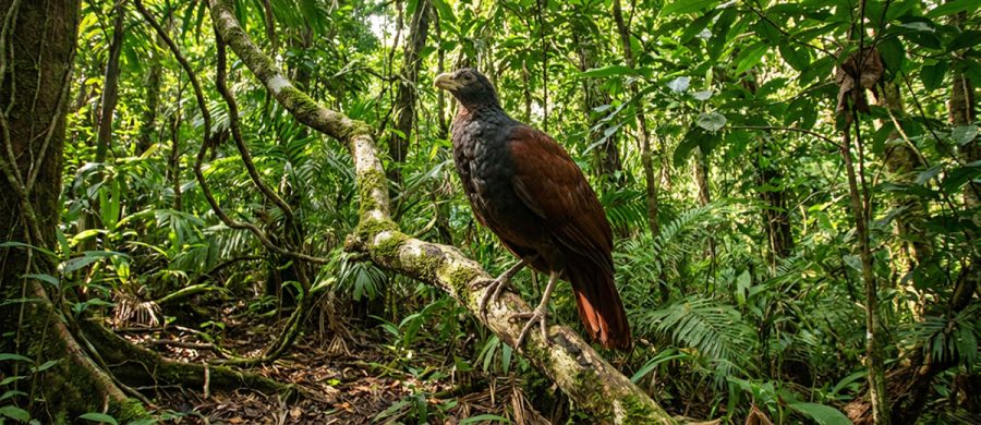 The Tooth-Billed Pigeon | Critter Science