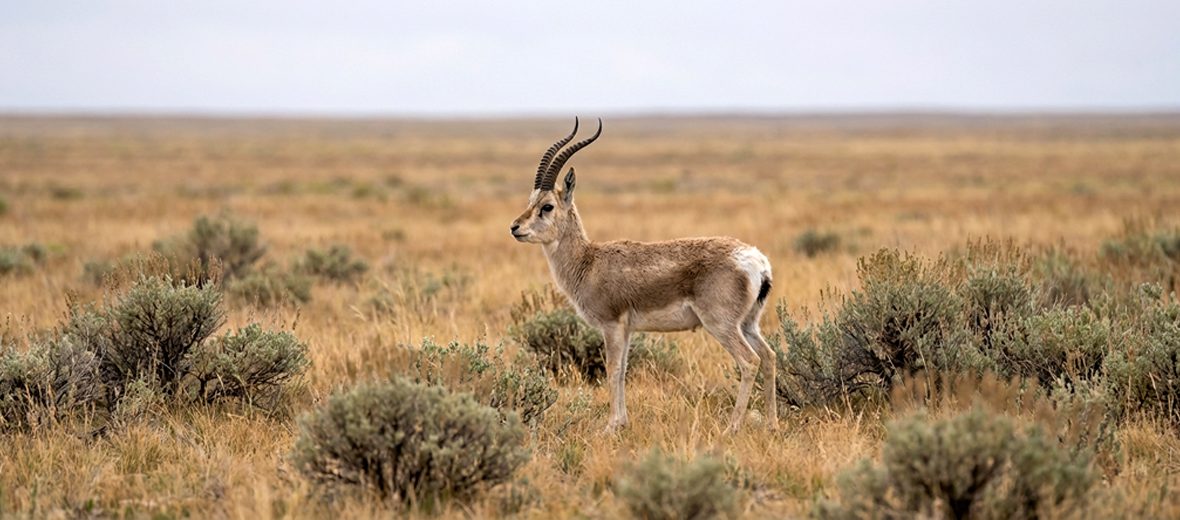 Tibetan gazelle