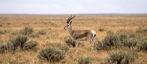 Tibetan gazelle