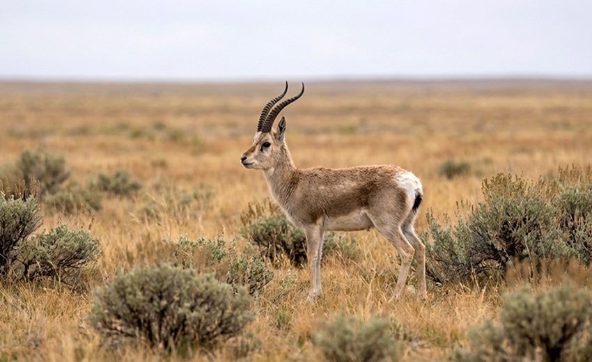 Tibetan gazelle
