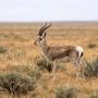 Tibetan gazelle
