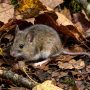 white-footed mouse