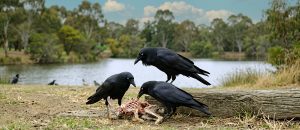 Australian raven