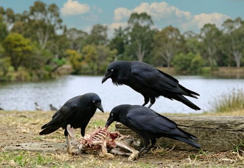 Australian raven