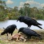 Australian raven