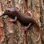 arboreal salamander