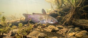 brown bullhead