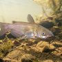 brown bullhead