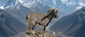bharal