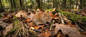 bank vole