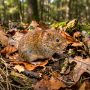 bank vole