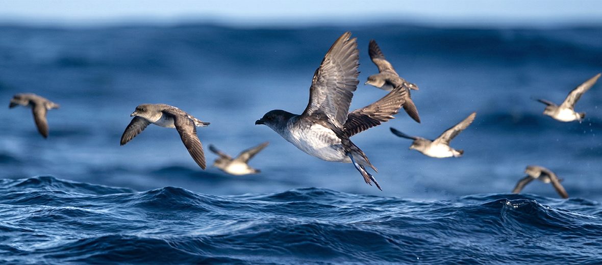 common diving petrel