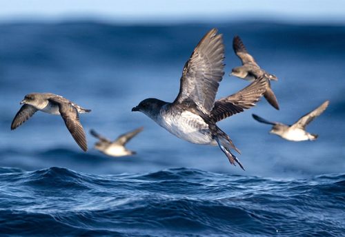 common diving petrel