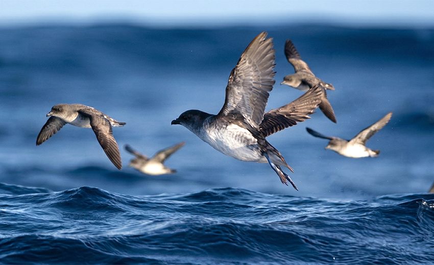 common diving petrel