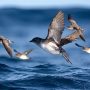 common diving petrel
