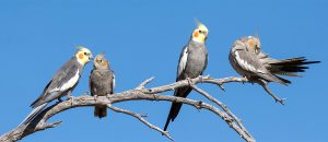 The Familiar Cockatiel