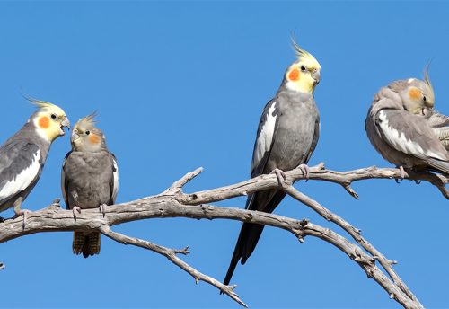 cockatiel