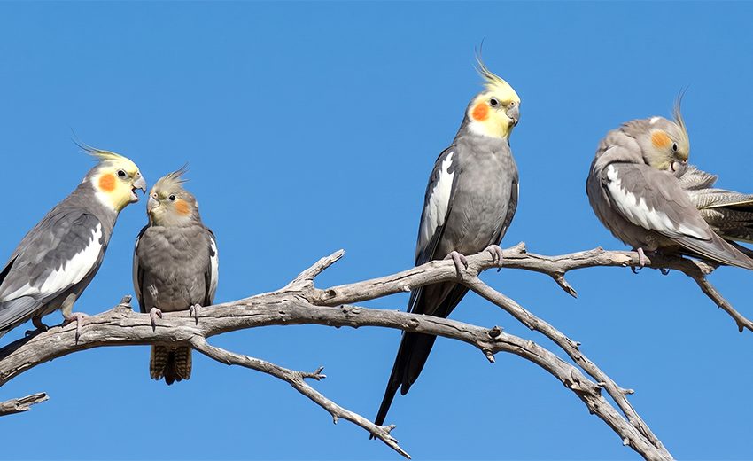 cockatiel
