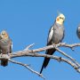 cockatiel