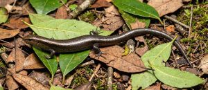 delicate skink