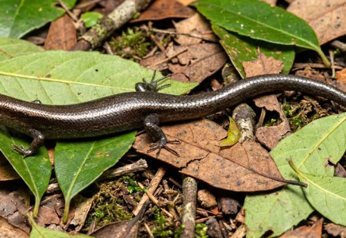 delicate skink