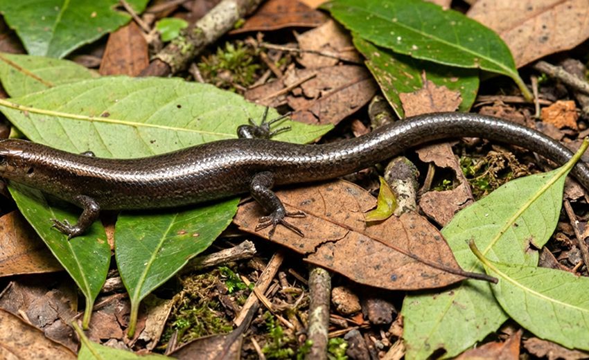 delicate skink