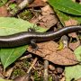 delicate skink