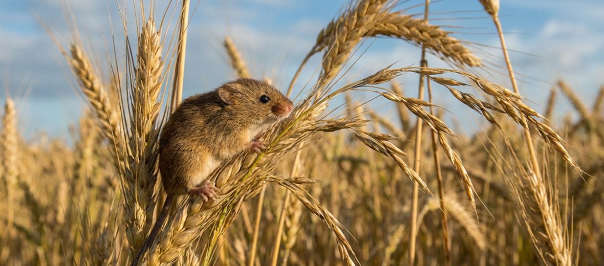 Eurasian harvest mouse