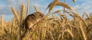 Eurasian harvest mouse