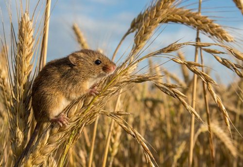 Eurasian harvest mouse