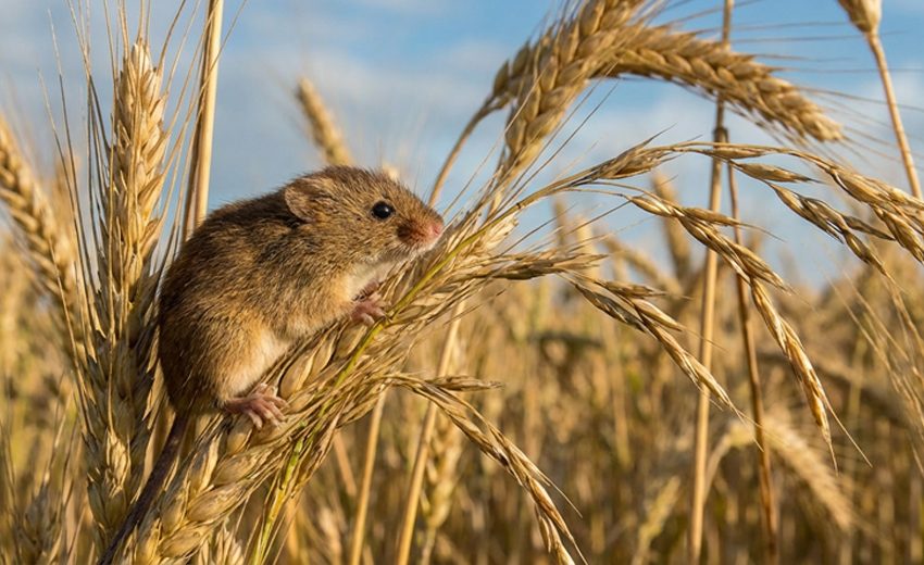 Eurasian harvest mouse