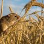 Eurasian harvest mouse