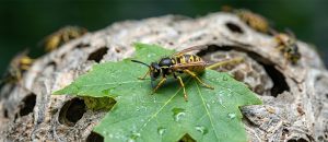 eastern yellowjacket
