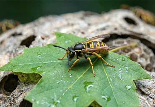 eastern yellowjacket