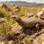 giant girdled lizard