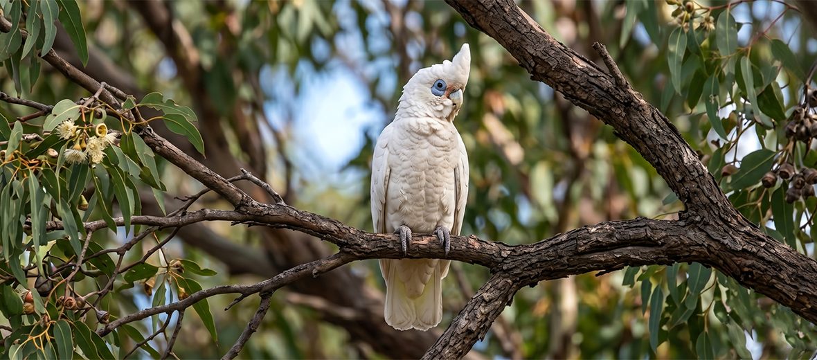 little corella