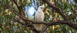 little corella